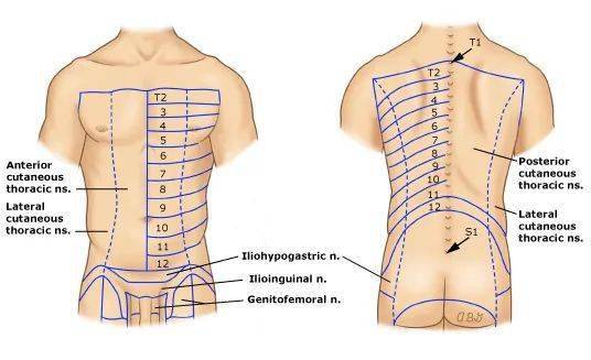 肋间神经走向示意图图片