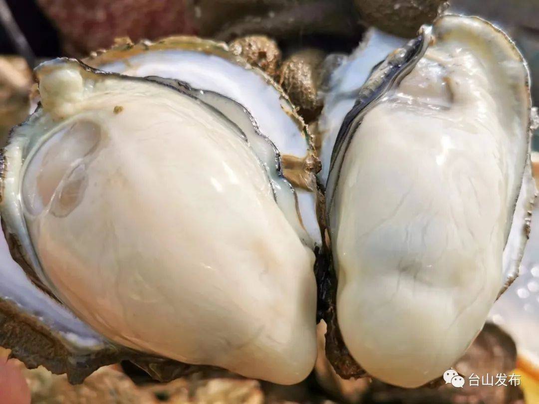 江门吃货:肥美台山蚝新鲜上市!_养殖_胡椒粉_深井镇