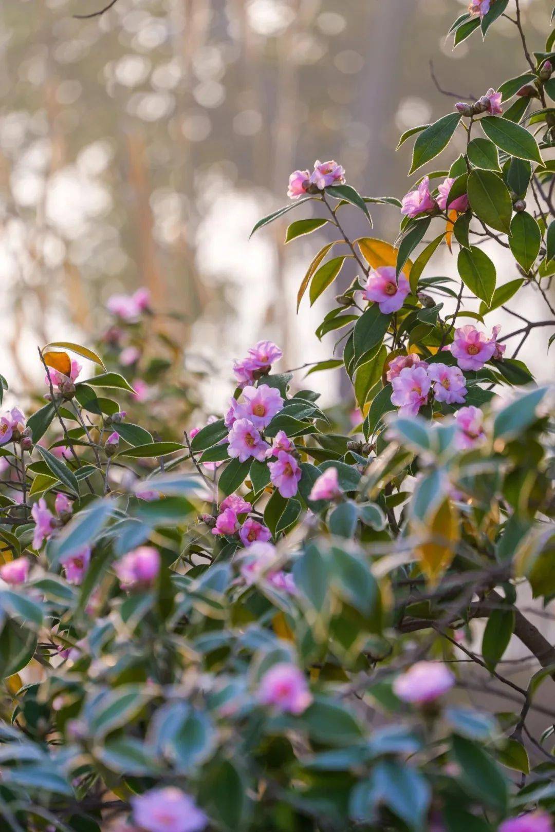 花开海上生态园梅花图片