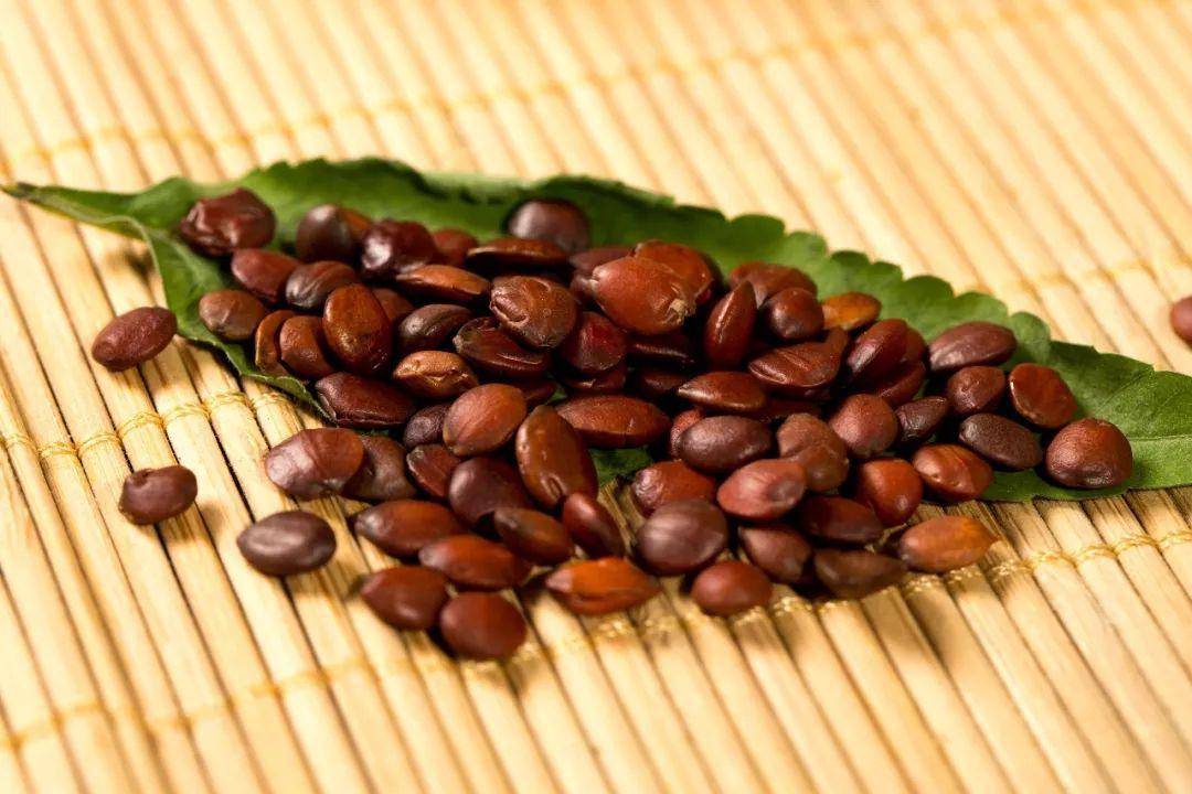 睡眠_茯苓_中药材