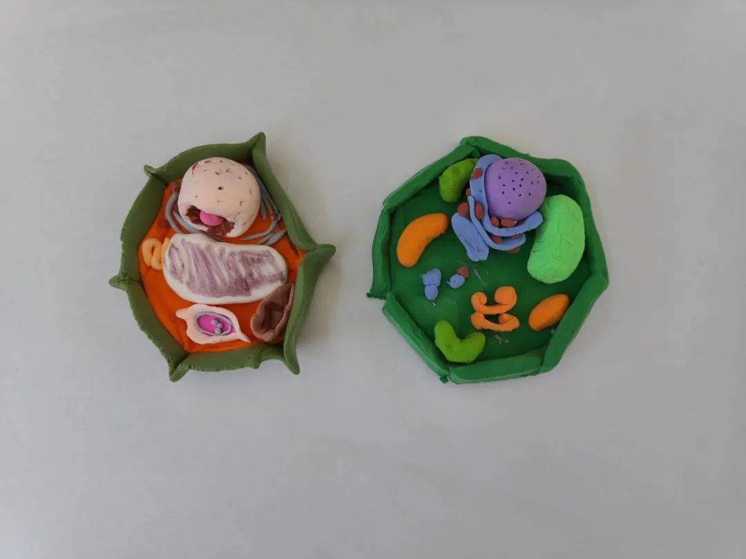 模型学生进行自制细胞模型展示学生正在进行模型制作多姿多彩的生物