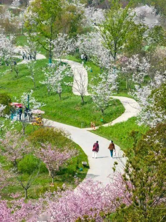 花开海上生态园梅花图片