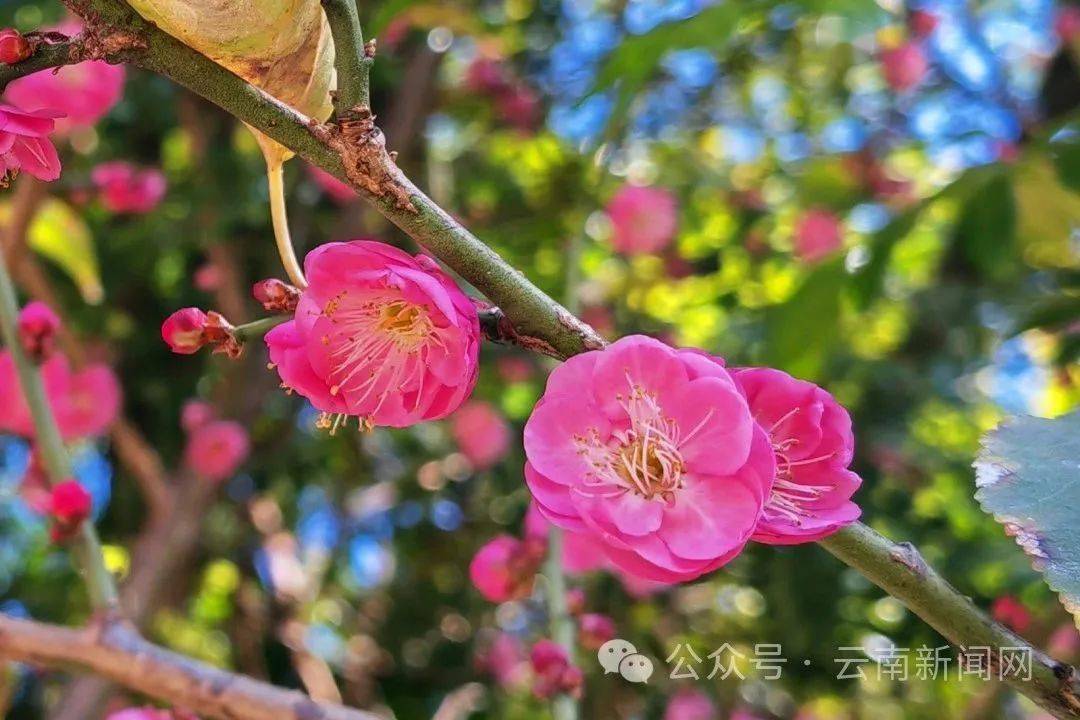 红梅花开照片图片