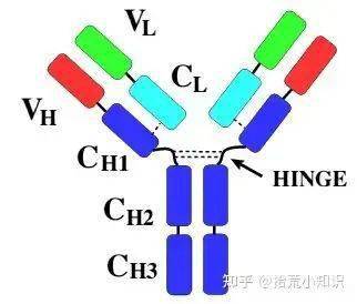 講述免疫球蛋白與抗體的故事_抗原_分子_氨基酸