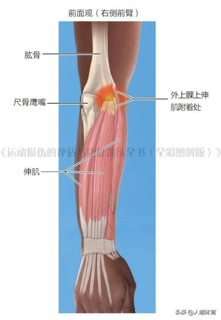 前臂图解图片