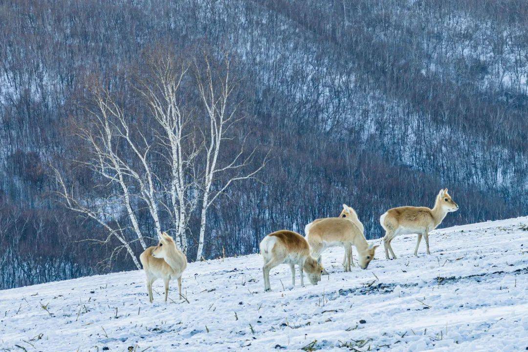 【跟随黄羊看岭上兴安盟】蒙原羚钟情兴安乐土_阿尔山市_保护_草原
