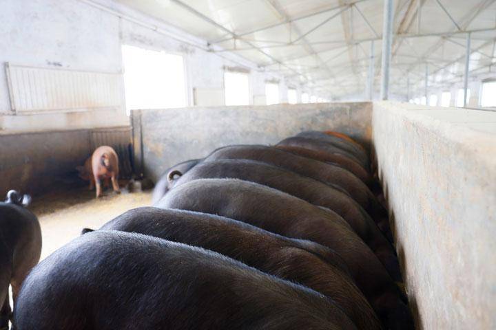 纳雍:糯谷猪肉春节前将投放市场10万斤_雾翠_公司_贵州