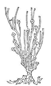 药效与毒理:传统本草学向现代药物学过渡绕不开的问