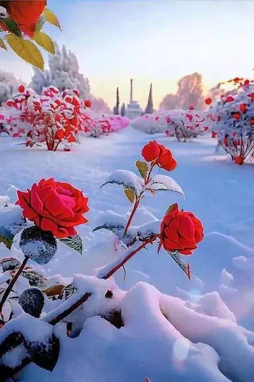 雪中的玫瑰,美极了!