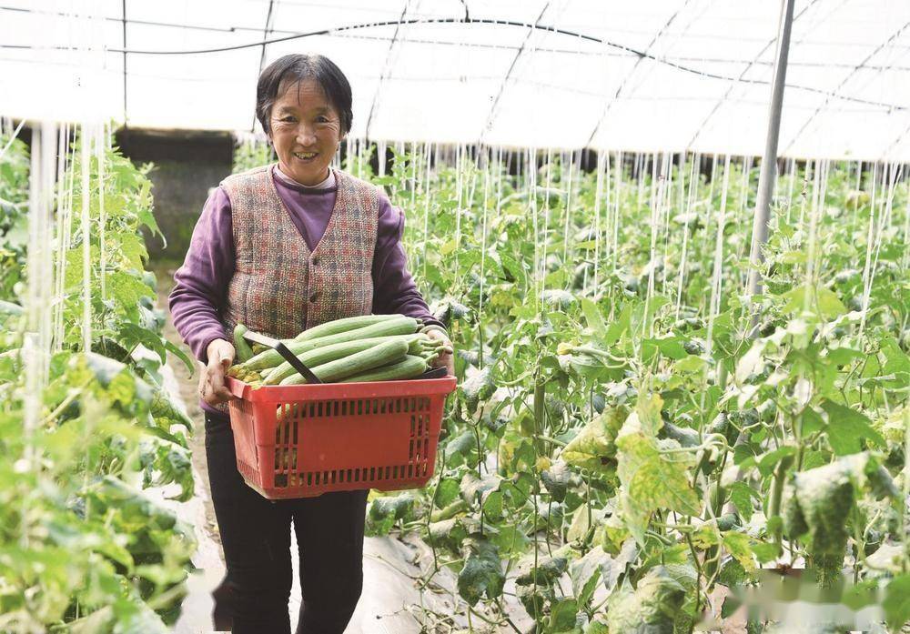 抗寒潮保民生 大棚春意浓_种植_峰峰矿区_村民