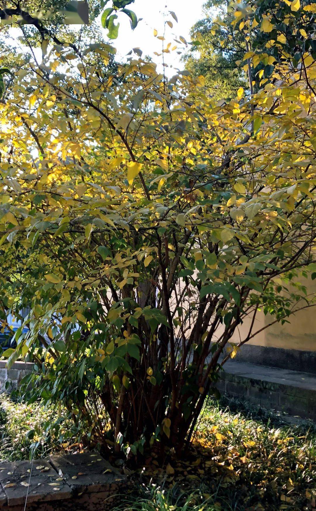 阿育王寺天王殿前蠟梅黃葉滿枝在羅漢堂前,東塔之下,有一叢蠟梅非常不