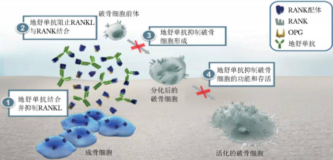 地舒單抗是目前可用於人體治療的活性最強的核因子 κ-b 配體受體致活