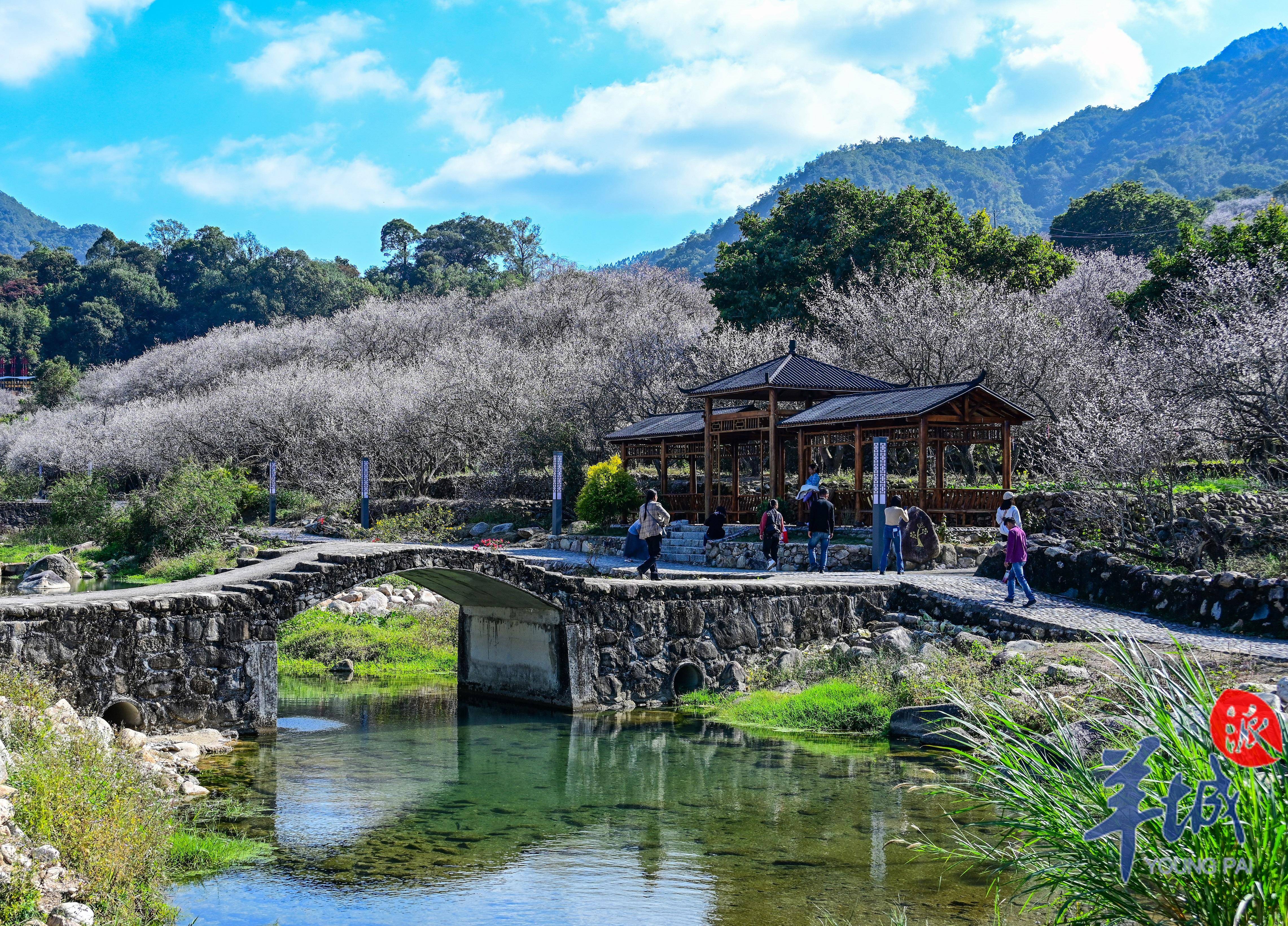 视频·大美岭南 | 汕尾陆河县:梅花报春 云锦落林