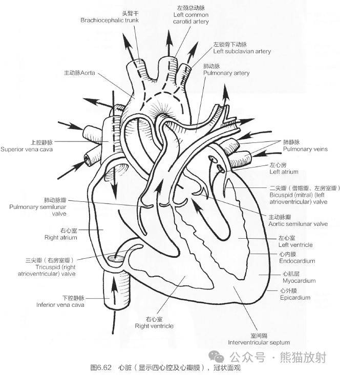 心脏大血管包括主动脉,肺动脉和肺静脉,上/下腔静脉.