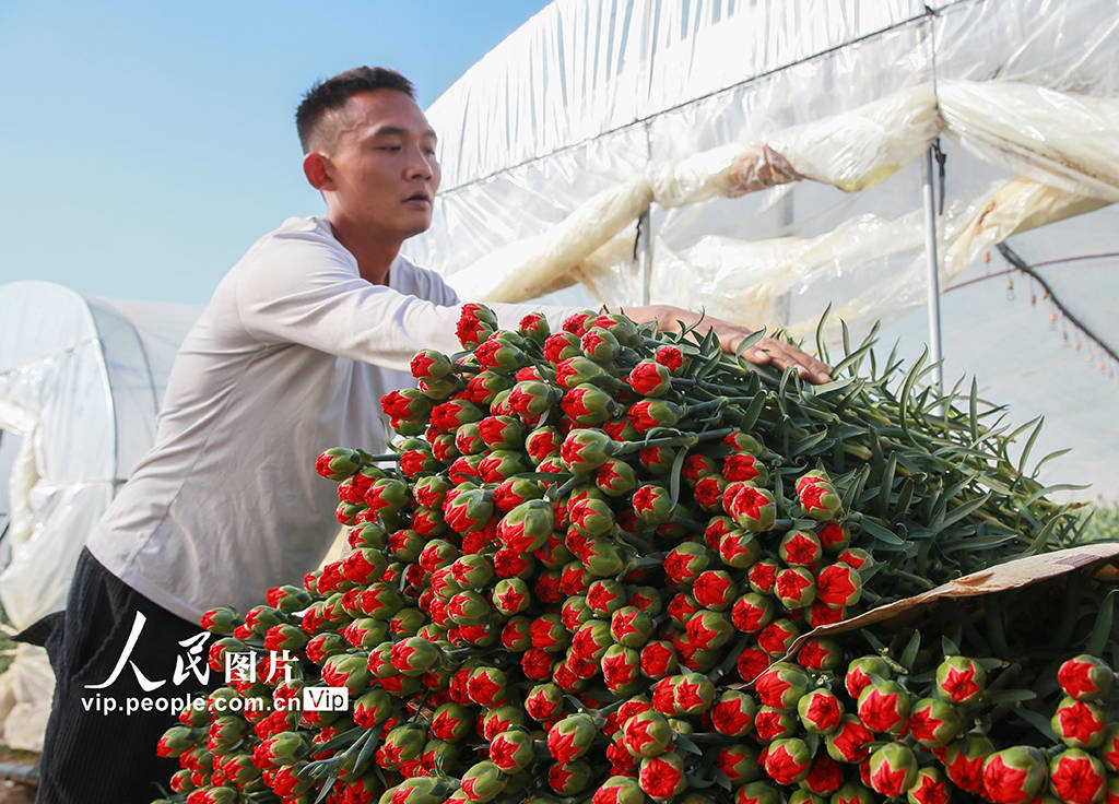 云南曲靖:采收鲜花 供应市场