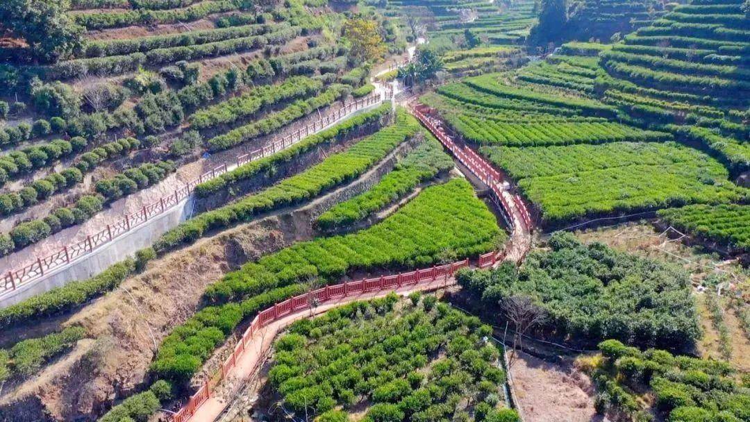 以"一片叶"富一方人,潮州潮安"凤凰山茶旅走廊乡村振兴示范带