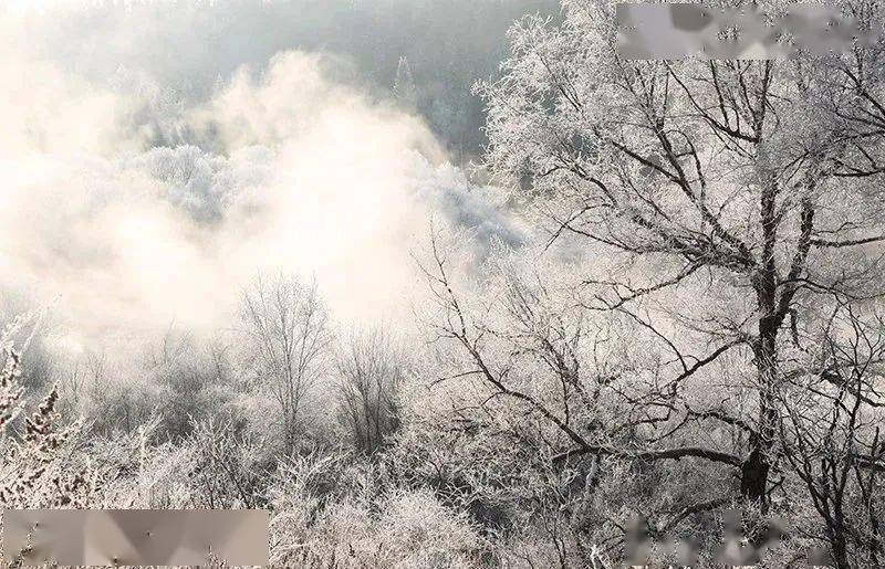 賞讀| 雪落人間,願你心存安暖_雪花_中國_攝影