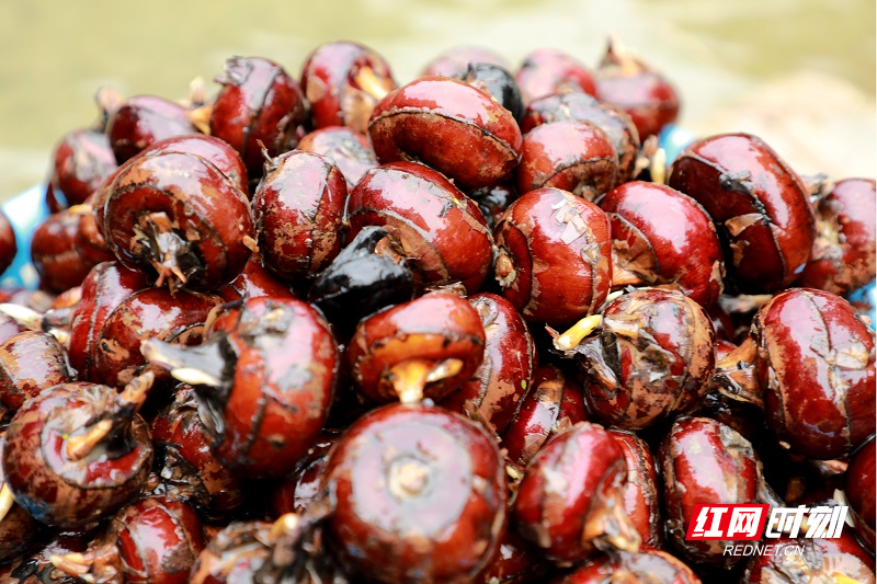 新田:特色种植助增收 振兴路上马蹄香_三合村_村民_发展