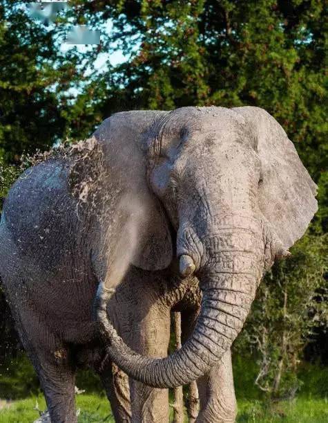 壁紙 大象 動物 475_611 豎版 豎屏 手機