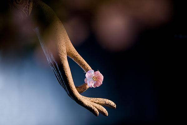 花一世界,一木一浮生;一草一天堂,一叶一如来;一笑一尘缘,一念一清静