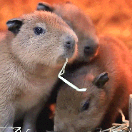 就发一波我自制的卡皮吧啦表情包gif吧.拿去不谢_专用_情绪_袋鼠