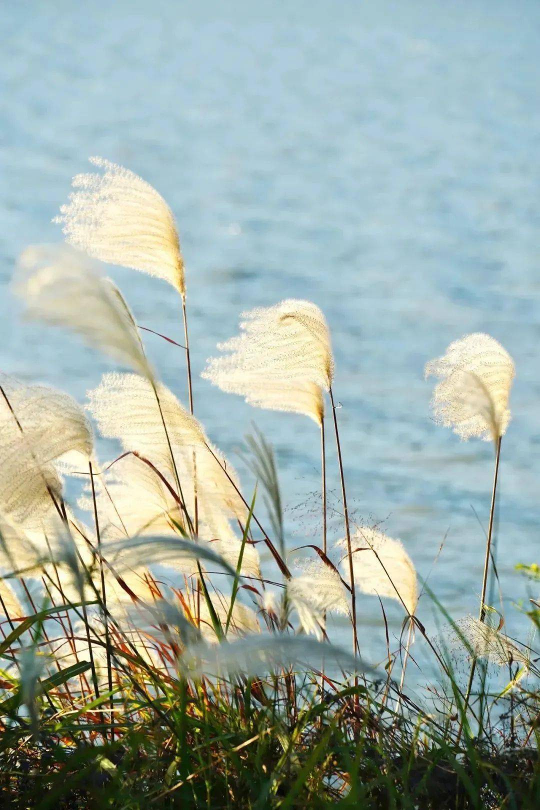 芦花_荷花_花朵