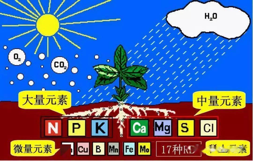 最全最基本的肥料知識(精編版)_植物_元素_養分