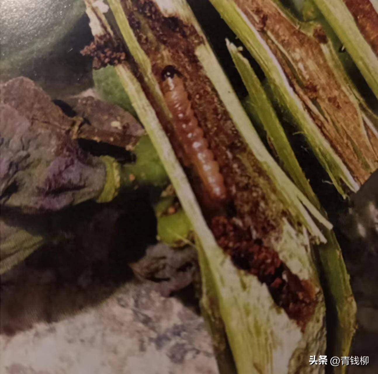 揭秘葡萄透翅蛾的防控技巧_幼虫_危害_老熟