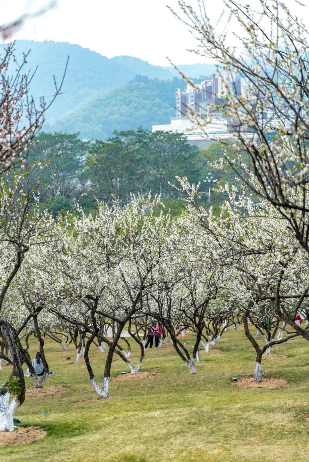 萝岗香雪公园赏花时间图片