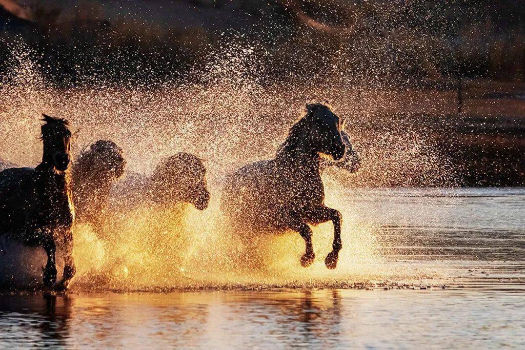 骏马奔腾 | 中国摄影家协会·影像中国网·在线影展精选_作品_全国
