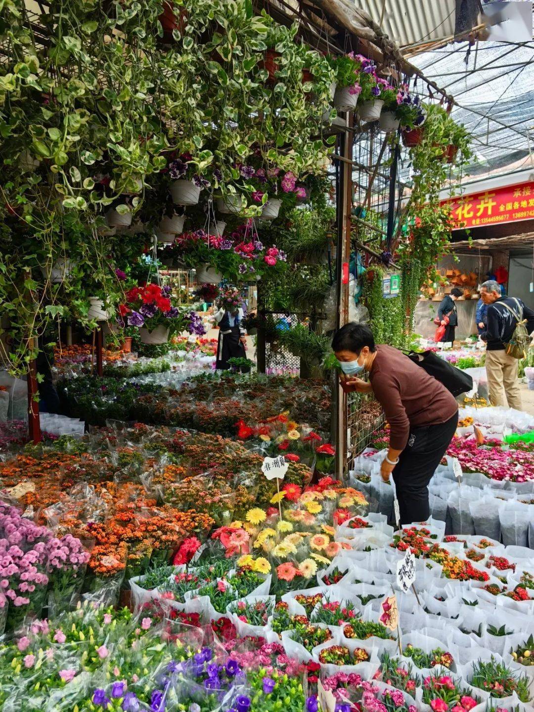 盆景之地"的美称花卉种植历史悠久芳村以花闻名也是有"千年花乡"美誉