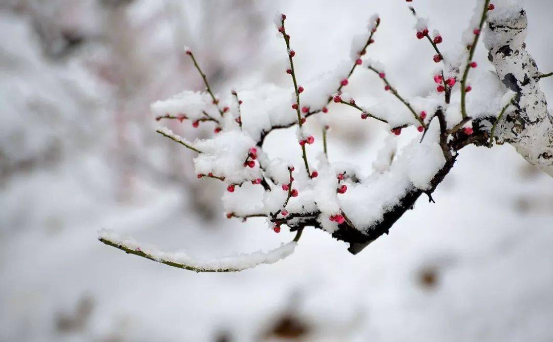 花影婆娑雪中梅