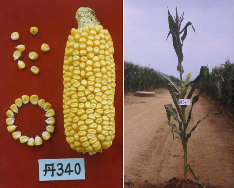 2.8倍!这55个优秀玉米自交系不简单