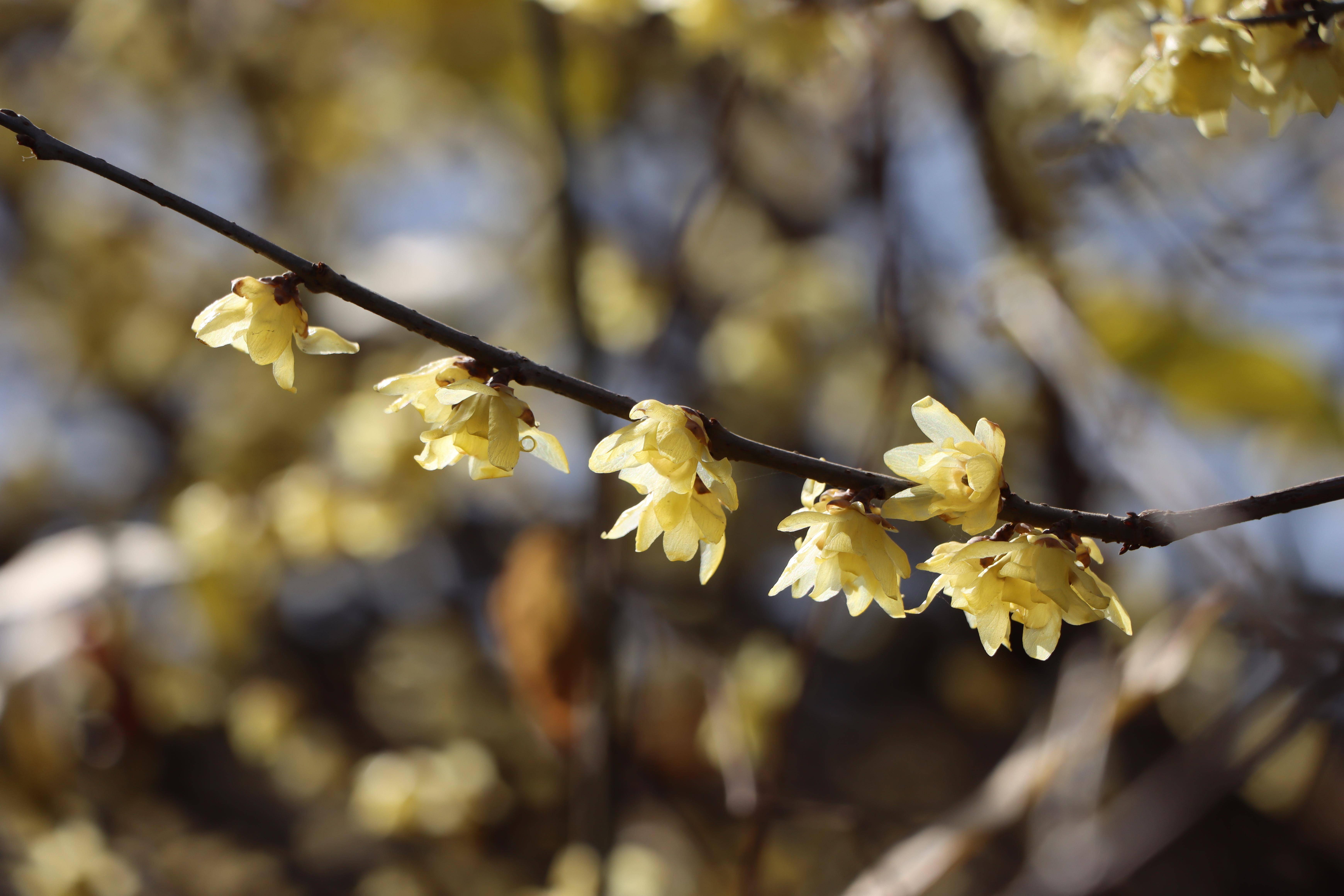 在梅城公园寻梅花不遇,步行至南阳医圣祠,在腊梅苑, 一树倒挂金钟蜡梅