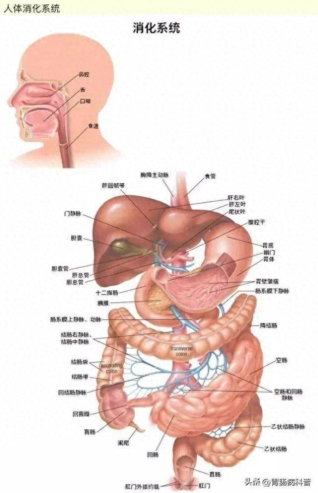 消化系统解剖全图 有图有真像