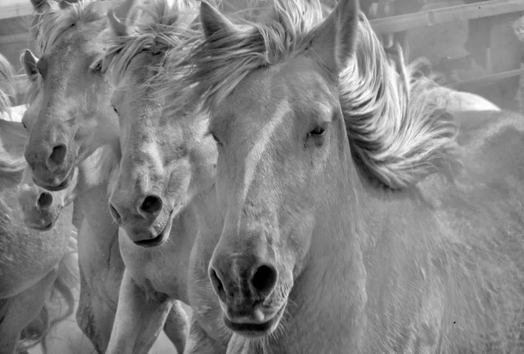 张晓萌:蒙古马_摄影_作品_百姓