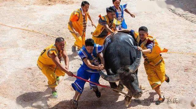 中国传奇牛王,体重近1吨打遍西南无敌手,开价百万主人都不卖!