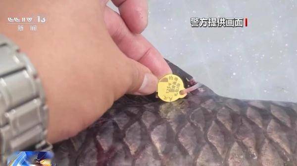 一條魚價值60萬元?釣魚場變