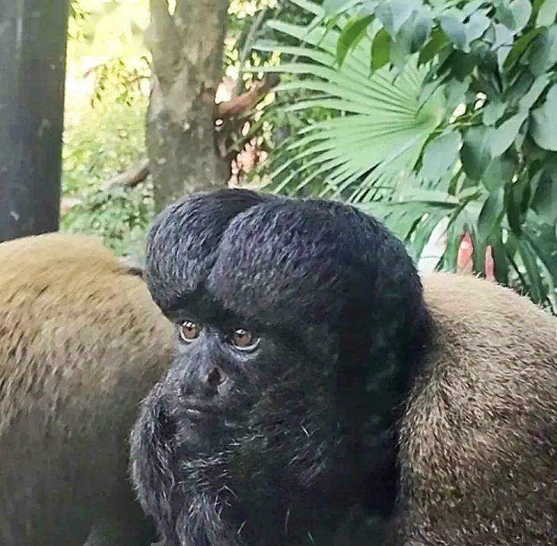 笑瘋,紅山動物園被評為醜猴子博物館,一看一個不吱聲