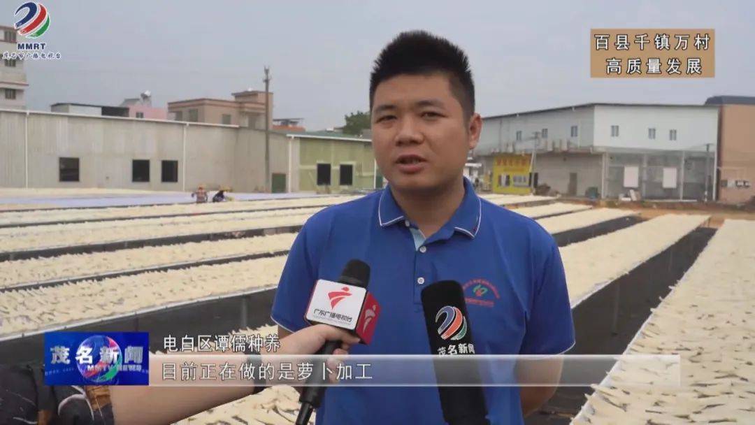 电白沙琅:"一颗萝卜"带动一方群众致富,产业兴旺绘就乡村发展新图景