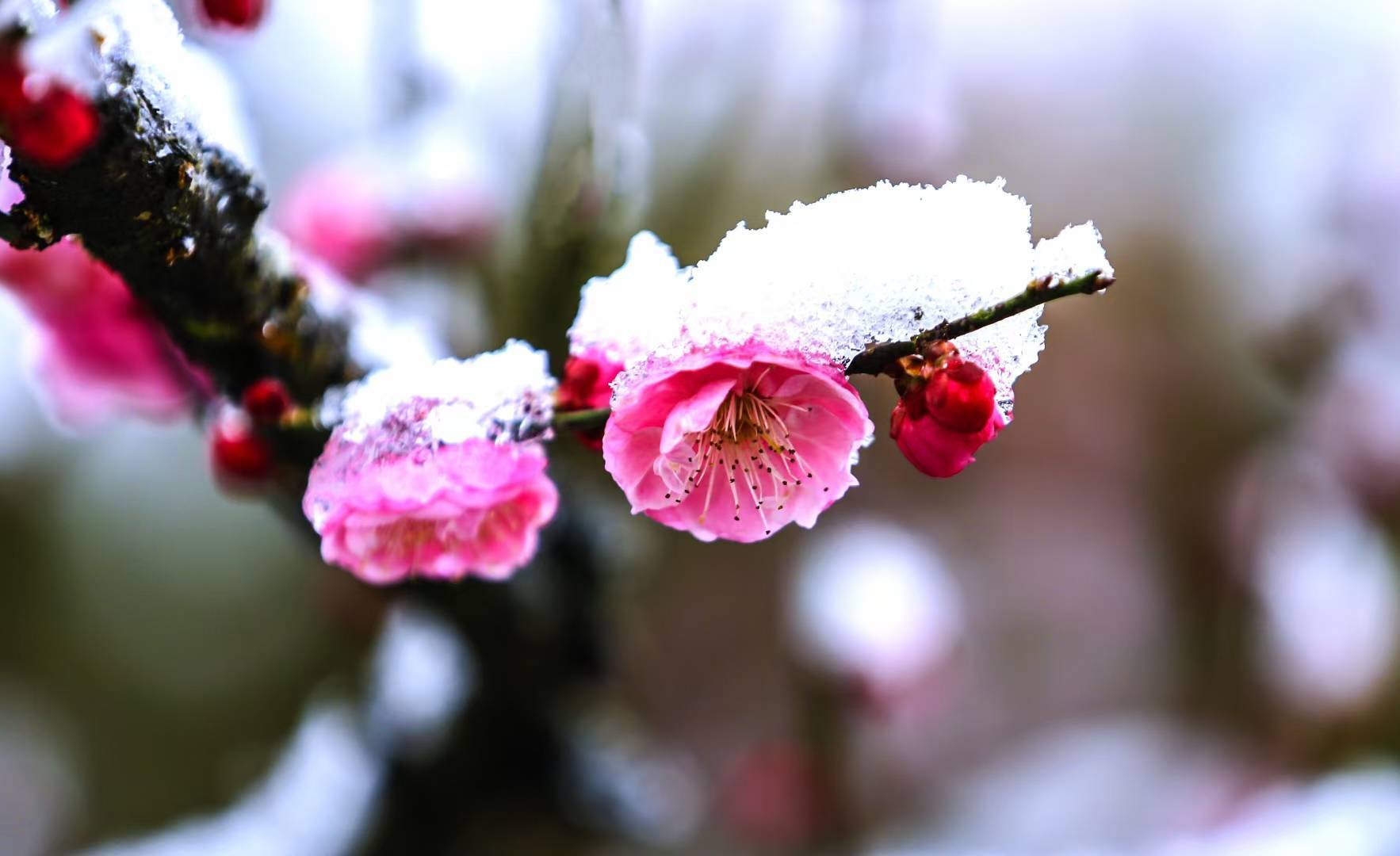 雪中红梅香