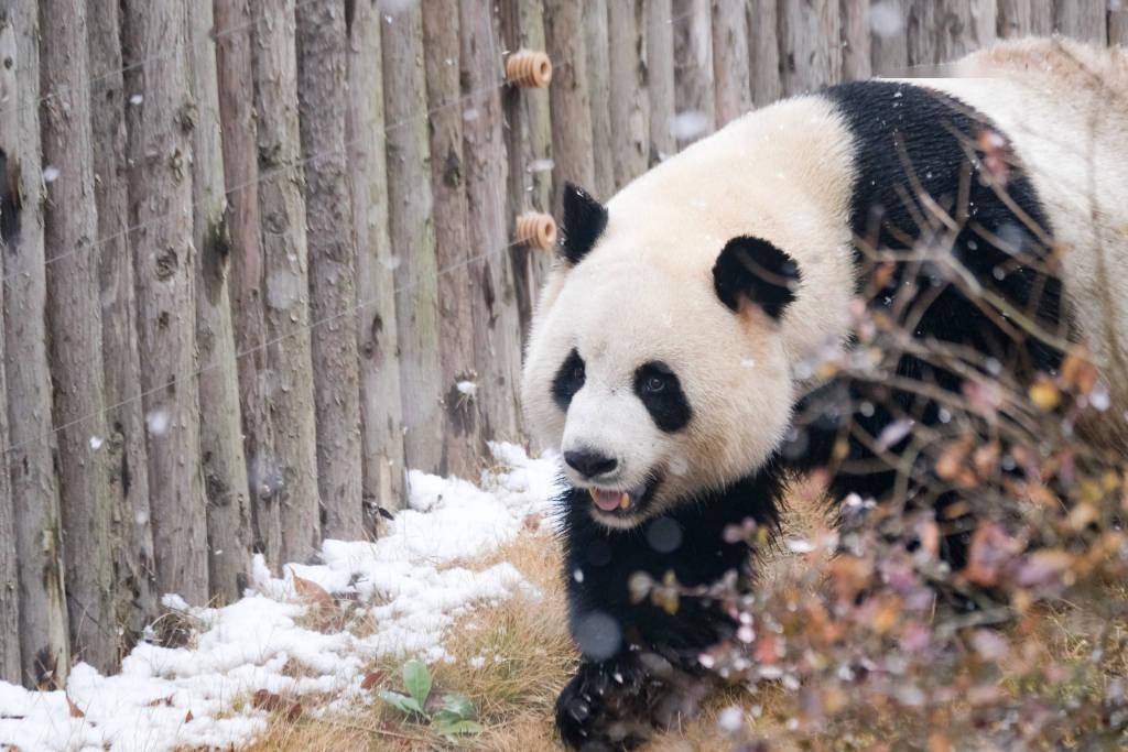 成都迎降雪 大熊猫雪中撒欢卖萌