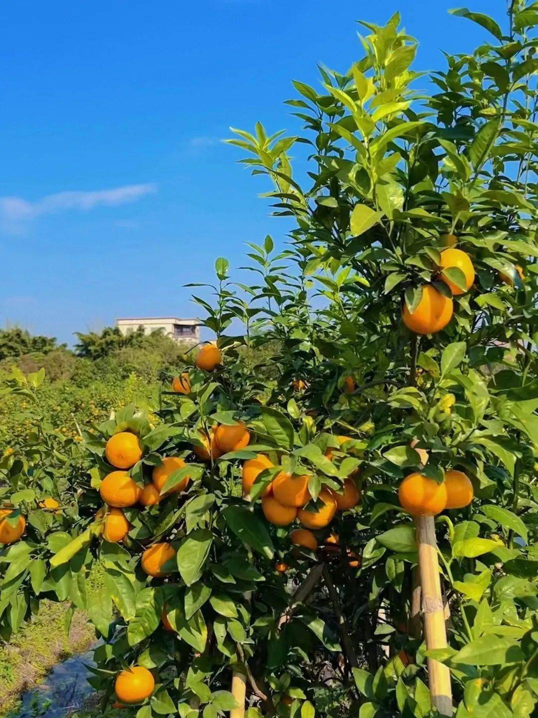 隆江这一大片超甜多汁沃柑熟了,欢迎大家上橘园采摘._果园_火焰_视频
