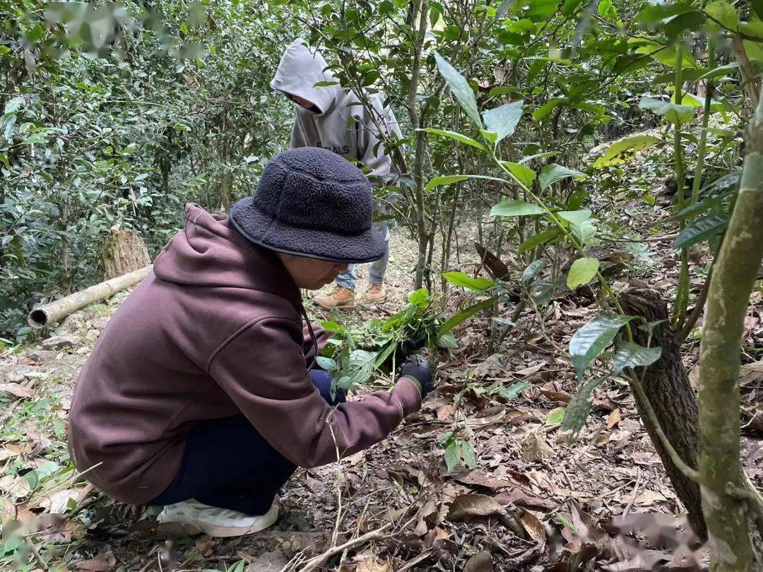 茶地中的茶樹個頭並不高,矮的僅到半腰處,高的則約2米左右,但是茶樹的