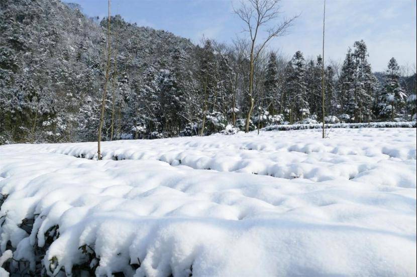 茶園低溫雨雪冰凍天氣災害防範措施_茶樹_進行_積雪