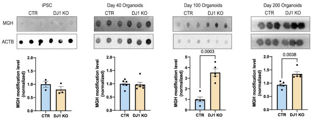 圖3:dj1 ko 中腦類器官的蛋白質糖化增加星形膠質細胞是大腦中主要的