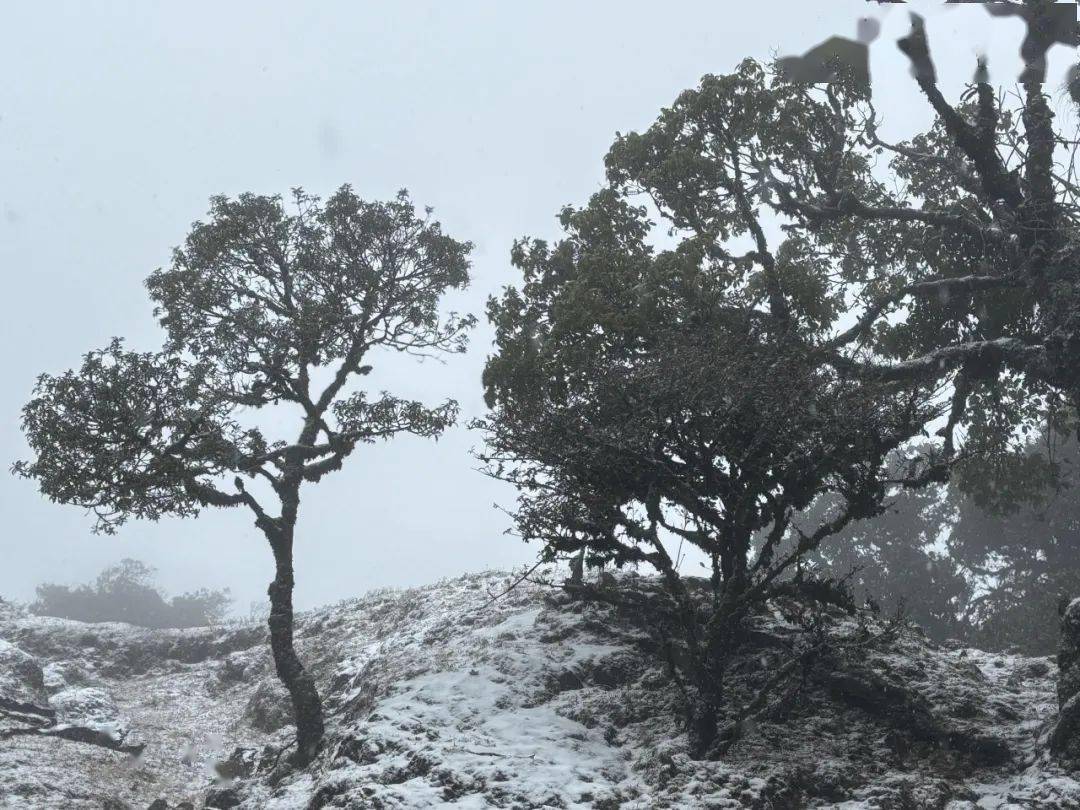 当苤菜坝的瑞雪与大树杜鹃"相遇"_芒市_文化_公众