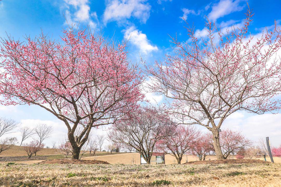 梅花坡,湖边梅花园三处梅花景观交相呼应形成"梅花三弄"精品景观群