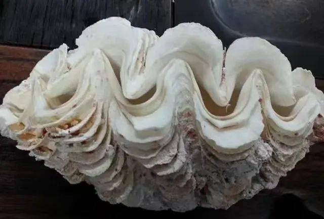 重1.5公斤!宁夏首次查获砗磲贝壳实体 为国家一级保护海洋生物