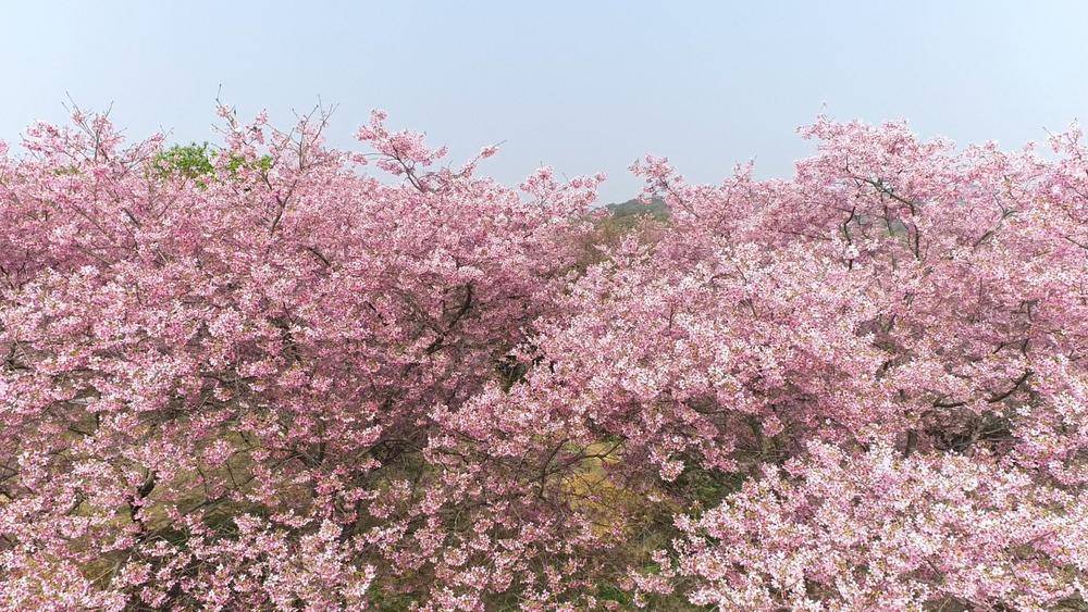 在韶關湞江櫻花公園,細小的花朵點亮了荒蕪的大地,放眼望去,成片的